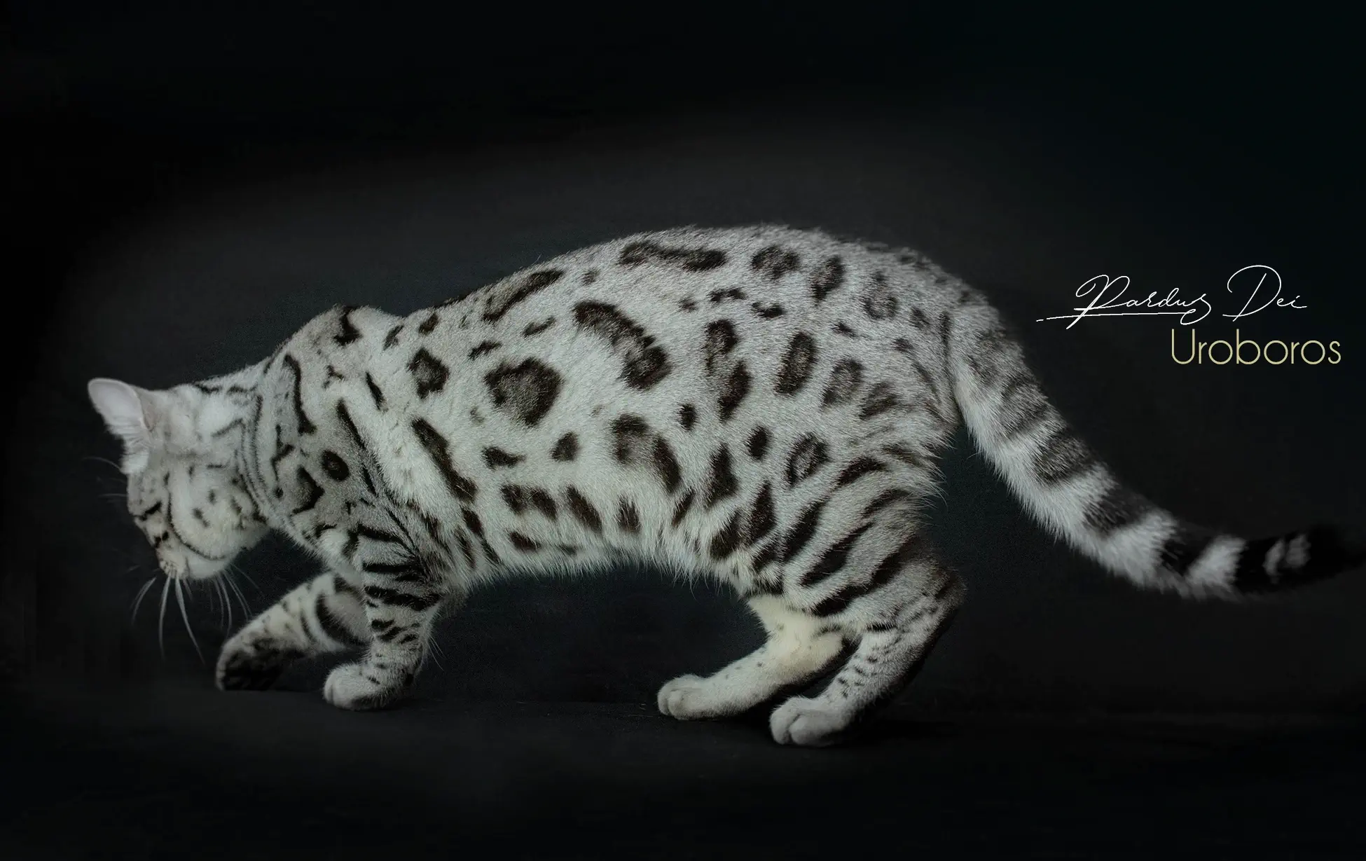 Chat Bengal